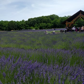Lavender by the Bay - Pick Your Own Farms Near Me - East Marion, New York Lavender by the Bay - Pick Your Own Farms Near Me - East Marion, New York