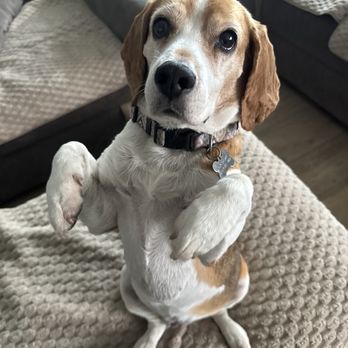 Deep Connection K9 Academy - Asking for treats - Pet Training Near Me