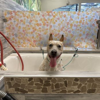 Dirty Dogs - Pet Groomers Near Me - San Diego, California Dirty Dogs - Pet Groomers Near Me - San Diego, California