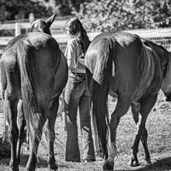 Varian Equestrian Center