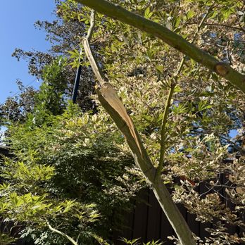 Prestige Tree And Landscape - Broken maple - Tree Services Near Me - Murray, Utah