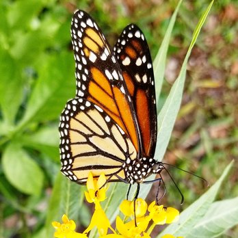 Florida Nursery Mart - Monarch on milkweed - Landscaping Near Me - Davie, Florida Florida Nursery Mart - Monarch on milkweed - Landscaping Near Me - Davie, Florida