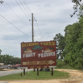 Barfield Produce - a sign for bonsai trees - Fruits & Veggies Near Me - Cottondale, Florida Barfield Produce - a sign for bonsai trees - Fruits & Veggies Near Me - Cottondale, Florida