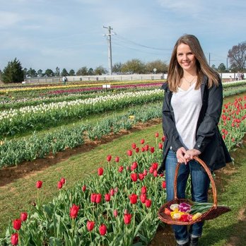 Texas-Tulips - Nurseries & Gardening Near Me - Pilot Point, Texas