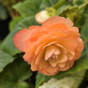 The Farmhouse Cafe & Tea Room on Yelp