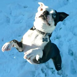 Red Rover Dog Walking Services - Boss