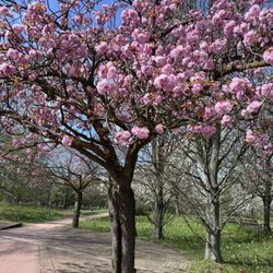 Britzer Garten