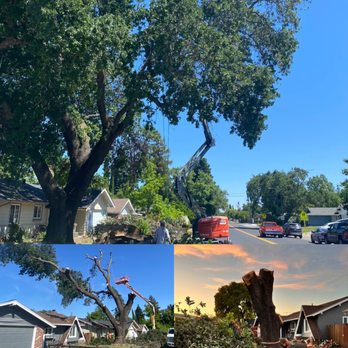 Arbor Unlimited - Hazardous tree removal vacaville ca - Tree Services Near Me Arbor Unlimited - Hazardous tree removal vacaville ca - Tree Services Near Me