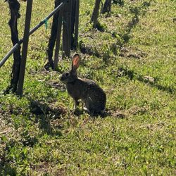 Cabañas Cuatro Cuatros - Rabbit in vinyard