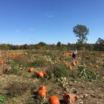 Pregitzer Farm Market - Pumpkin Field... Pick your own off the vine. - Farmers Market Near Me - Munith, Michigan