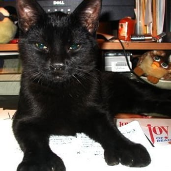 Nature's Nanny Pet Service - Nero Boy - Pet Sitting Near Me
