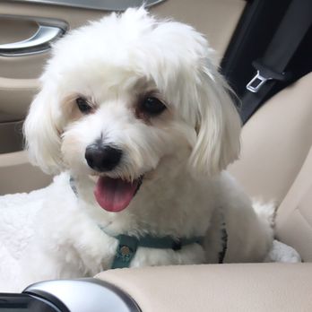 Pampered Paws - Pet Groomers Near Me - Mill Creek, Washington