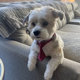 Hudson's Haircut with little Tie Hudson's Haircut with little Tie