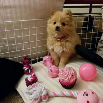 PetSmart - A set of chew toys for my friend's new pomeranian puppy - Pet Stores Near Me - Milpitas, California