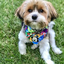 Canine Designing - Pet grooming place