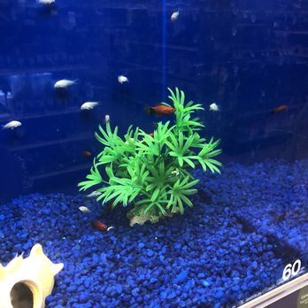 PetSmart - Pet Stores Near Me - Oswego, Illinois PetSmart - Pet Stores Near Me - Oswego, Illinois