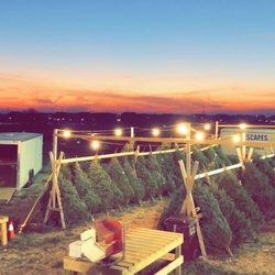 Kringle's Tree Factory