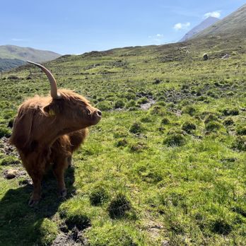 Caffe Nero - Hairy Coo on Skye - Coffee & Tea Near Me - Glasgow, GLG