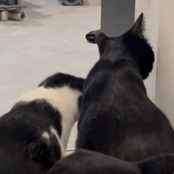 SpayToday - Ear "tip"