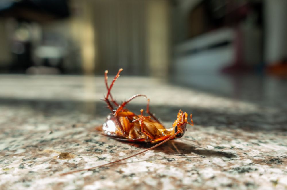 Eagle Pest Control & Tree Service - tree service in Anchorage, AK