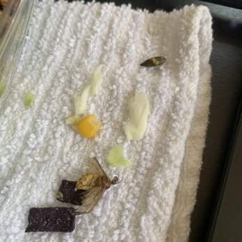 Chick-fil-A - Yellow moth or wasp in salad! - Fast Food Near Me - Houston, Texas