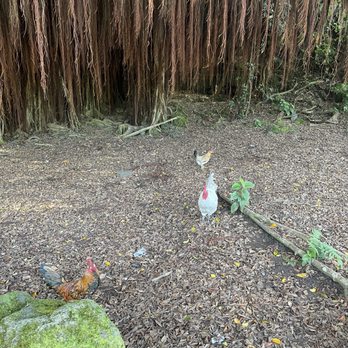 Kaumana Caves - chickens at parking lot - Parks Near Me Kaumana Caves - chickens at parking lot - Parks Near Me