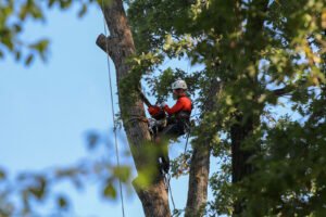St Pete Tree Experts