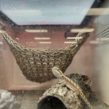 Petsense - A reptile is seen inside a glass terrarium with a woven hammock and a hollow log, likely for climbing and hiding. - Pet Groomers Near Me - Rio Rancho, New Mexico