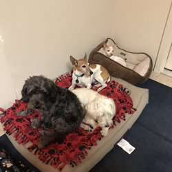 The House of Mutts