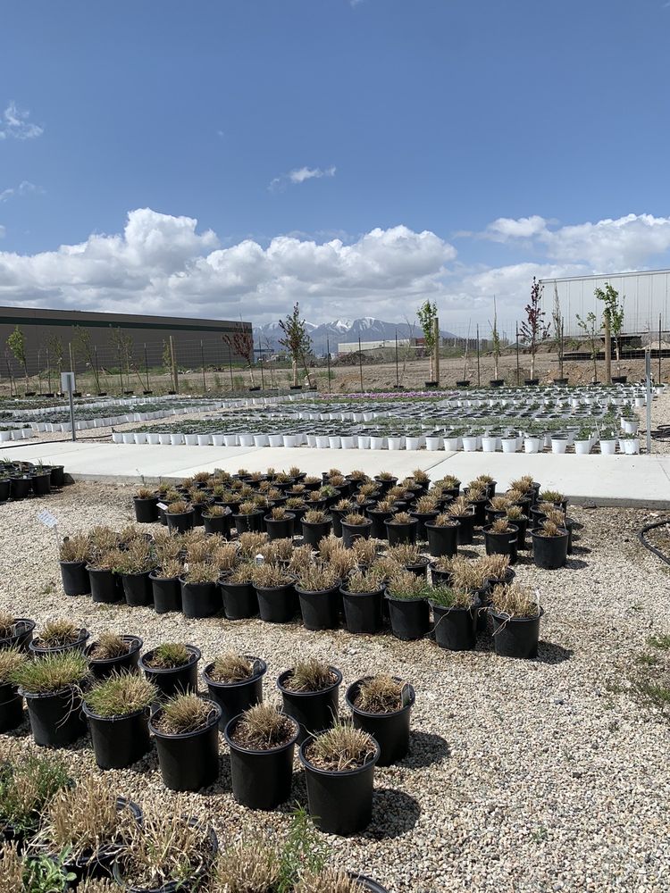 DESERET NURSERY PERENNIAL FARM Updated October 2024 767 S Gladiola