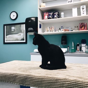 Tanglewilde Veterinary Clinic - My baby's first visit! They did so good with her. - Veterinarians Near Me - Houston, Texas Tanglewilde Veterinary Clinic - My baby's first visit! They did so good with her. - Veterinarians Near Me - Houston, Texas