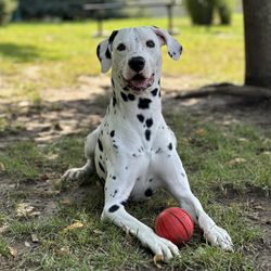 Waggin Tails Resort - RIP Pongo