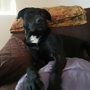 ANN ROAD ANIMAL HOSPITAL - Updated January 2025 - 322 Photos & 776