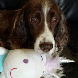 Thank you, Dr. Tuthill from a very happy Doggy named Kairi!