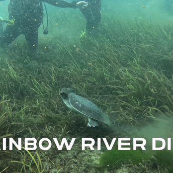 American Pro Diving Center - Turtle - Diving Near Me - Crystal River, Florida