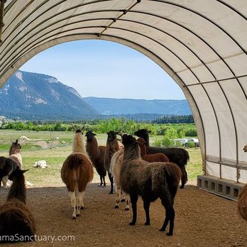 Llama Sanctuary - A few of the llamas looking out over the beautiful view.  Margaret Falls is just beyond and makes a wonderful way to complete your day. - Animal Shelters Near Me - Tappen, British Columbia