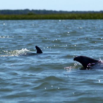Seas the Day Charleston - Boat Charters Near Me Seas the Day Charleston - Boat Charters Near Me