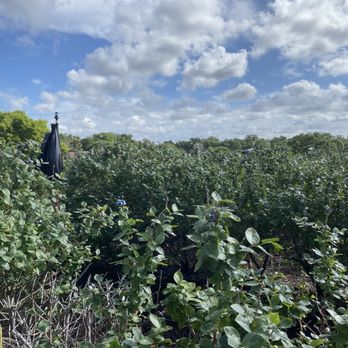 Tom West Blueberries - Pick Your Own Farms Near Me - Ocoee, Florida