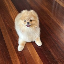 The Spotted Dog Pet Salon - Freshly groomed Pom
