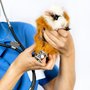 Photo of AfterHours Veterinary Care