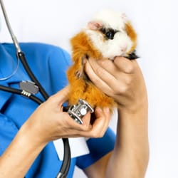 AfterHours Veterinary Care