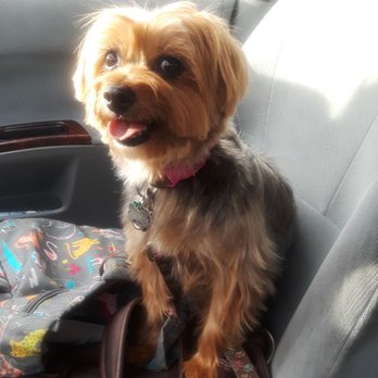 Shaggy Doggy Salon - Pet Groomers Near Me - Aurora, Colorado