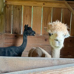Little Tail Farms - Alpacas in our backyard