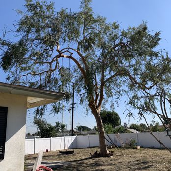 Environmental Green Tree Care - After, view 2. - Tree Services Near Me Environmental Green Tree Care - After, view 2. - Tree Services Near Me