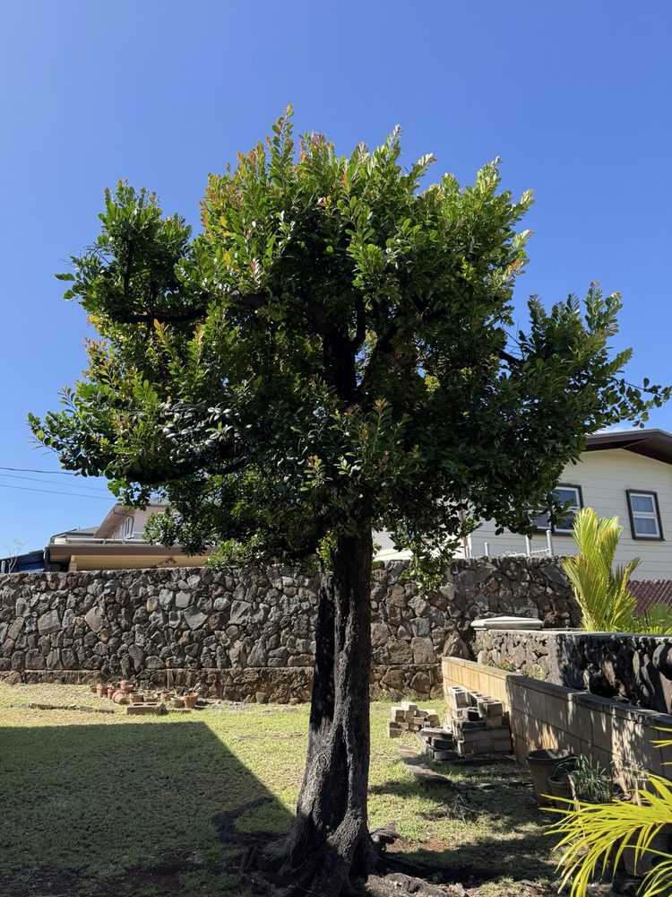 Honolulu Tree Service - tree service in Honolulu, HI