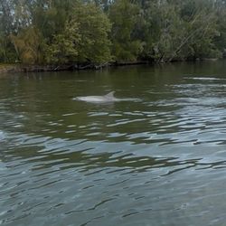 Captain Quinn's Coastal Lagoon Tours - Dolphin