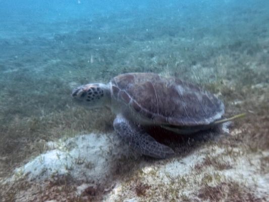 Virgin Islands Ecotours - St. Thomas by null