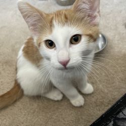 Almost Home Adoptions For Rescued Cats - "Leo"dren