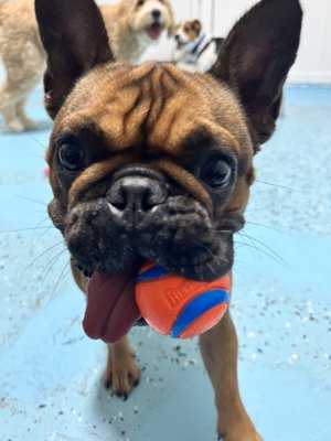 City Bark Miami by null