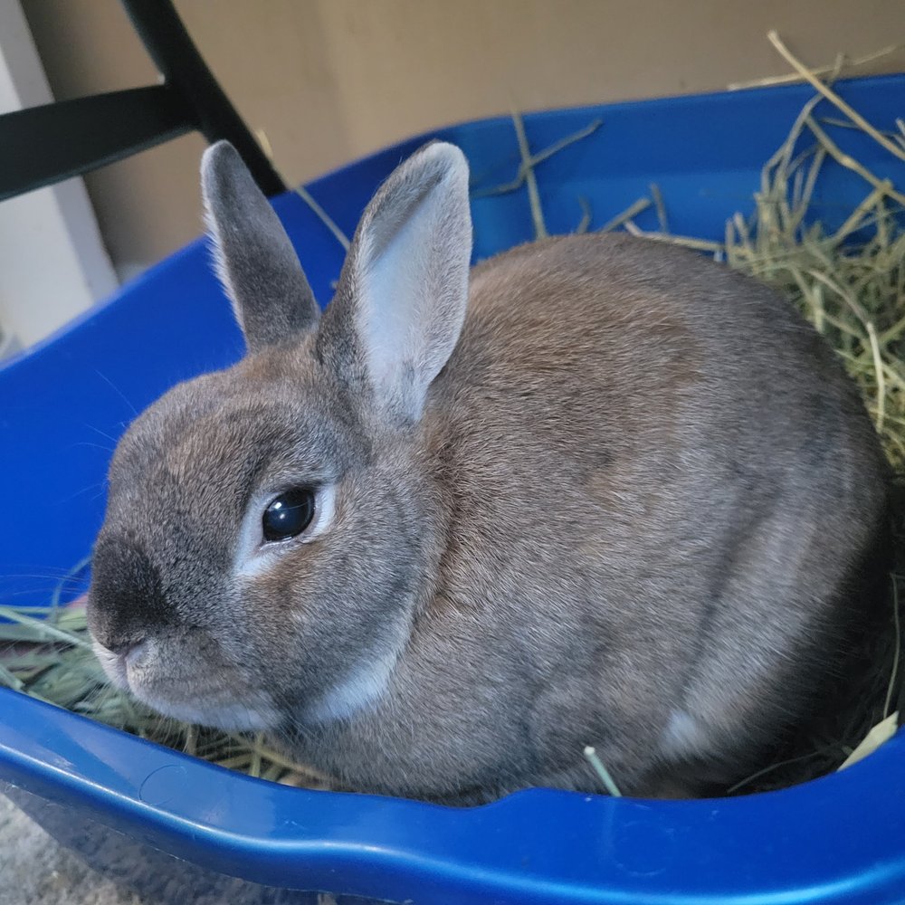 pet stores with bunnies near me